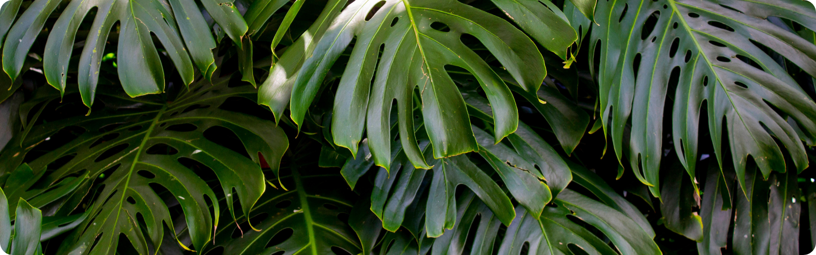 banner hydroponia